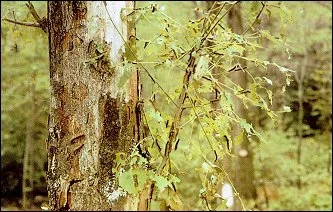 Gypsy moths have weakened and killed many trees in the park