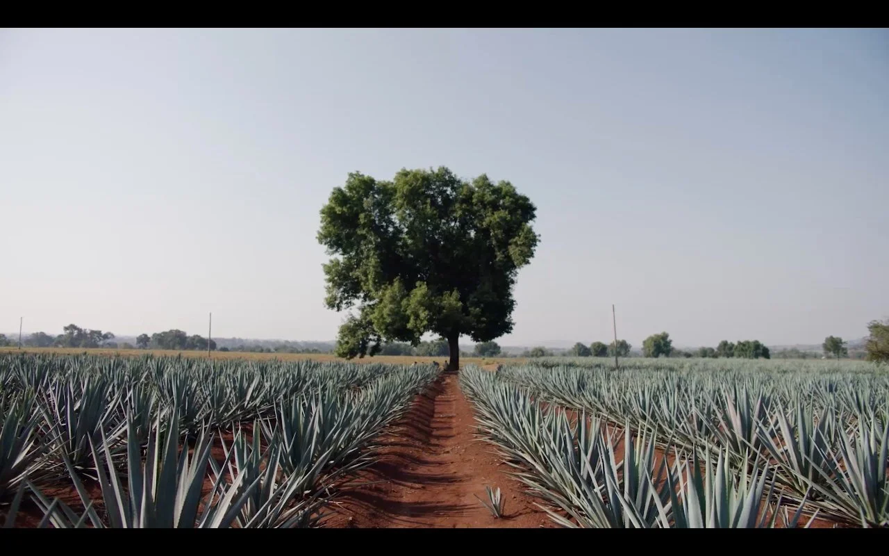 El Tesoro Tequila