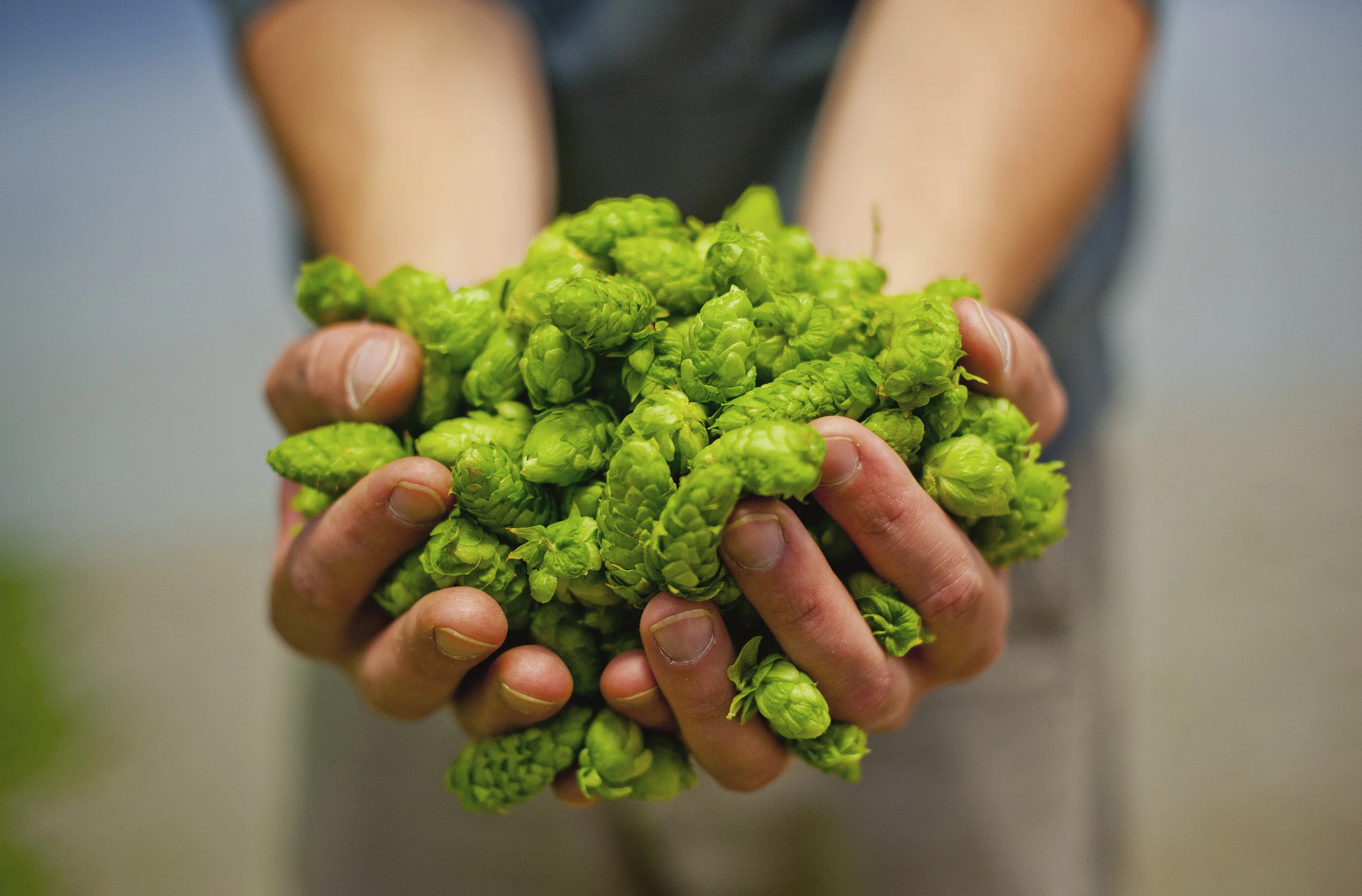 Beside the Bine: The Humanity of Hop Cultivation