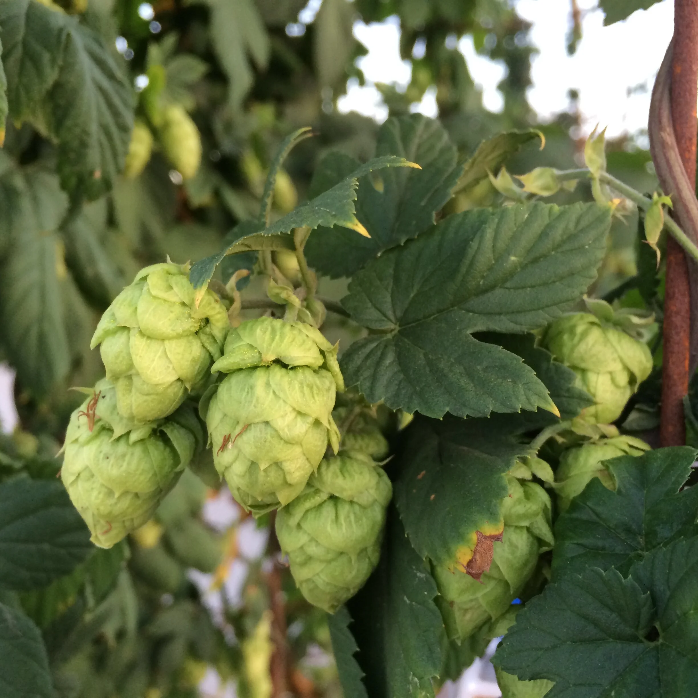 Hop Growing in New Zealand from c.1840 to 1914
