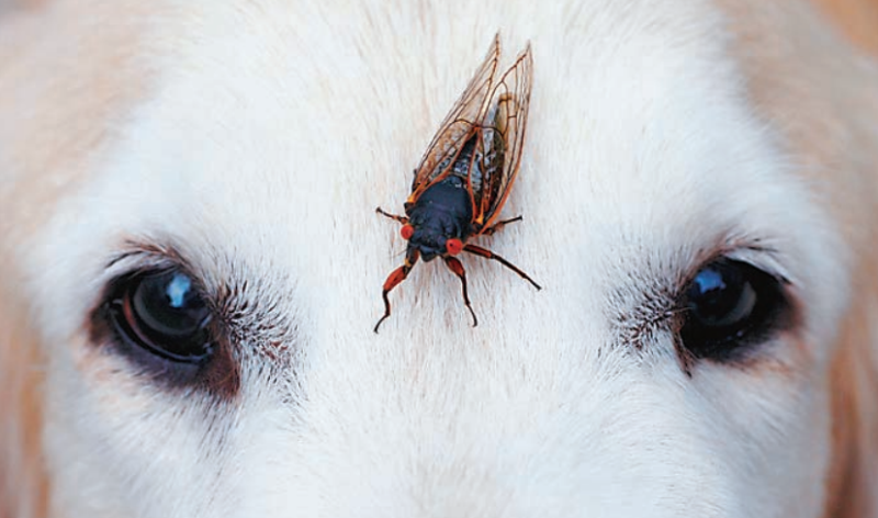 Dogs Rejoice, People Duck: Cicadas Are Back