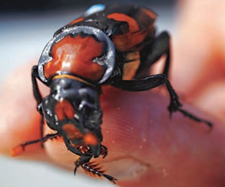 The Insect Undertaker Returns