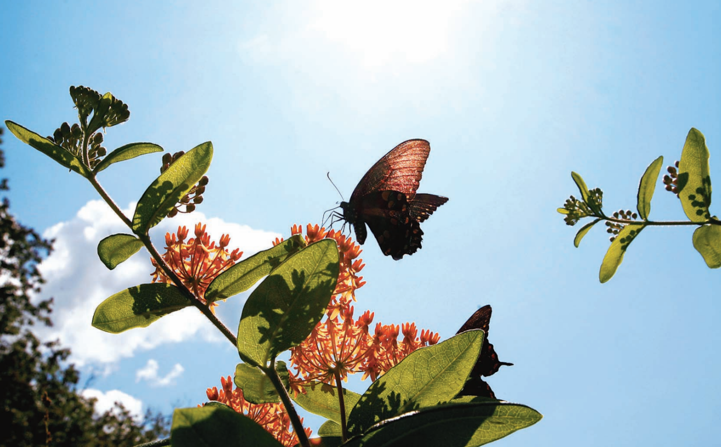 Butterfly Bounty