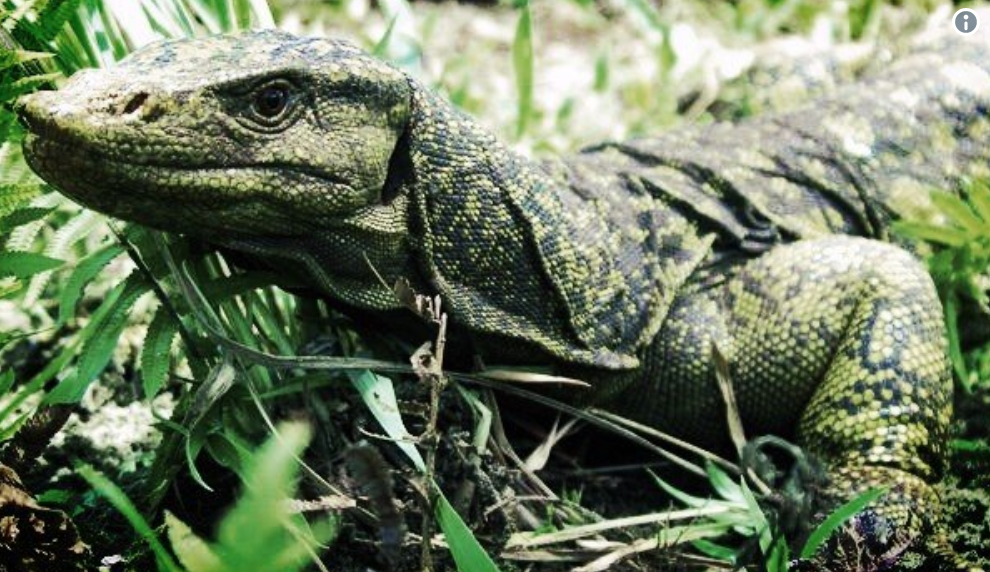 Lizard Discovery