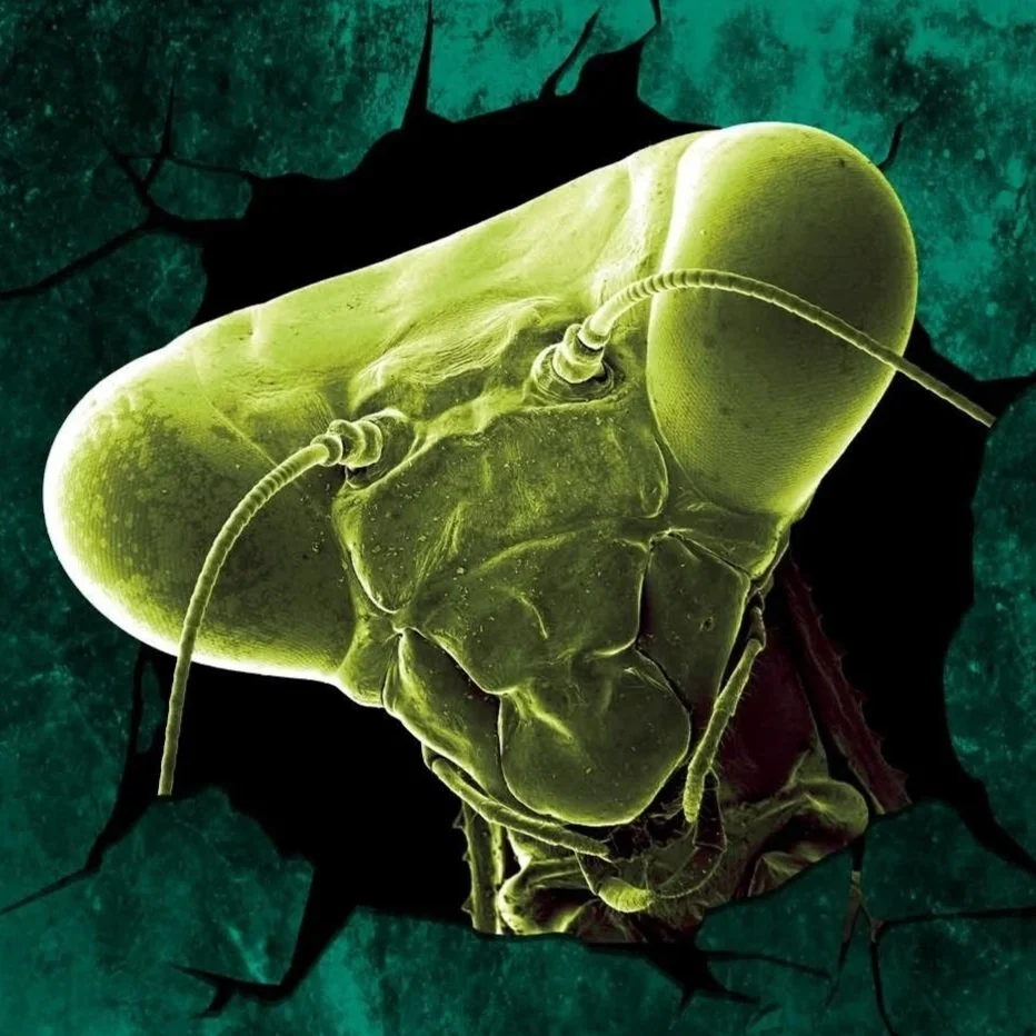 Ugly Bugs! 
