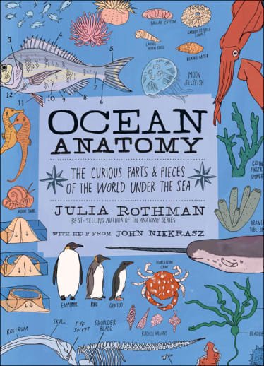 ocean anatomy 2.jpg