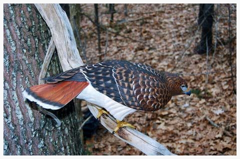 Brettell_Bird_7.jpg
