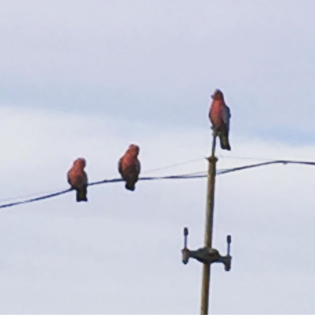 A few visitors called in to the farm this morning to say hello #quandong#quandongjam#brokenhill#quandongfarm#desertpeach#superfood#bushtucker#localproduce#vitaminc#improveyoureyesite#driedfruit#australiannative#nativefood#wildpeach#healthiswealth#thi