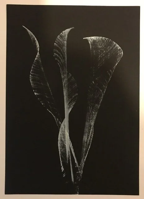 A black willow special offer 