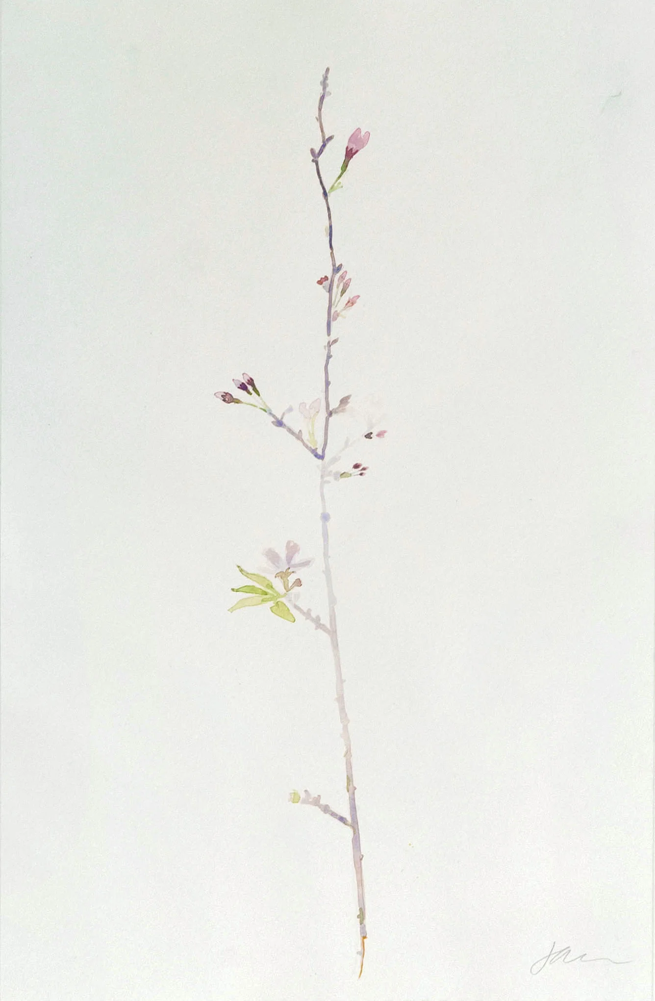 watercolor on paper