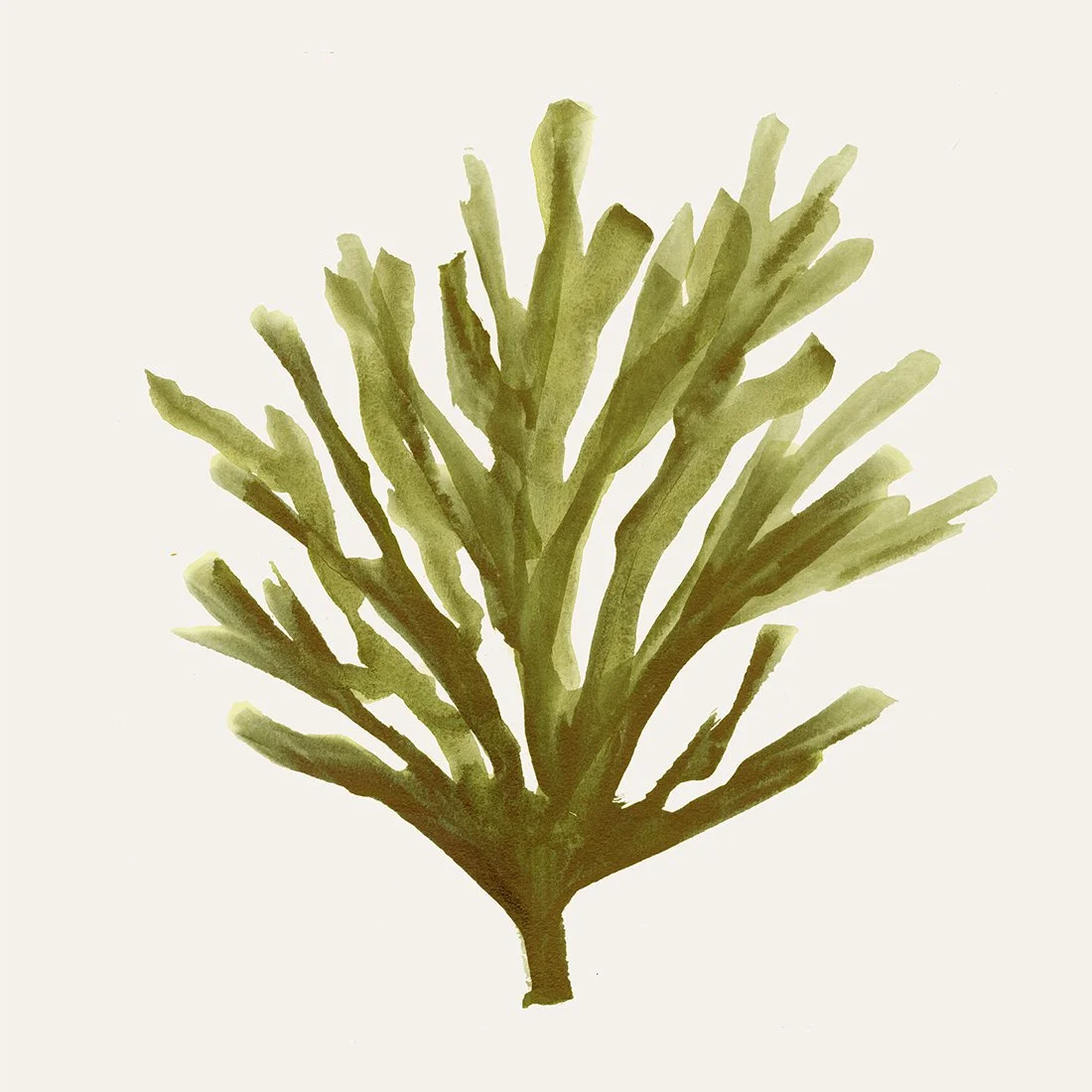 seaweed 1.jpg