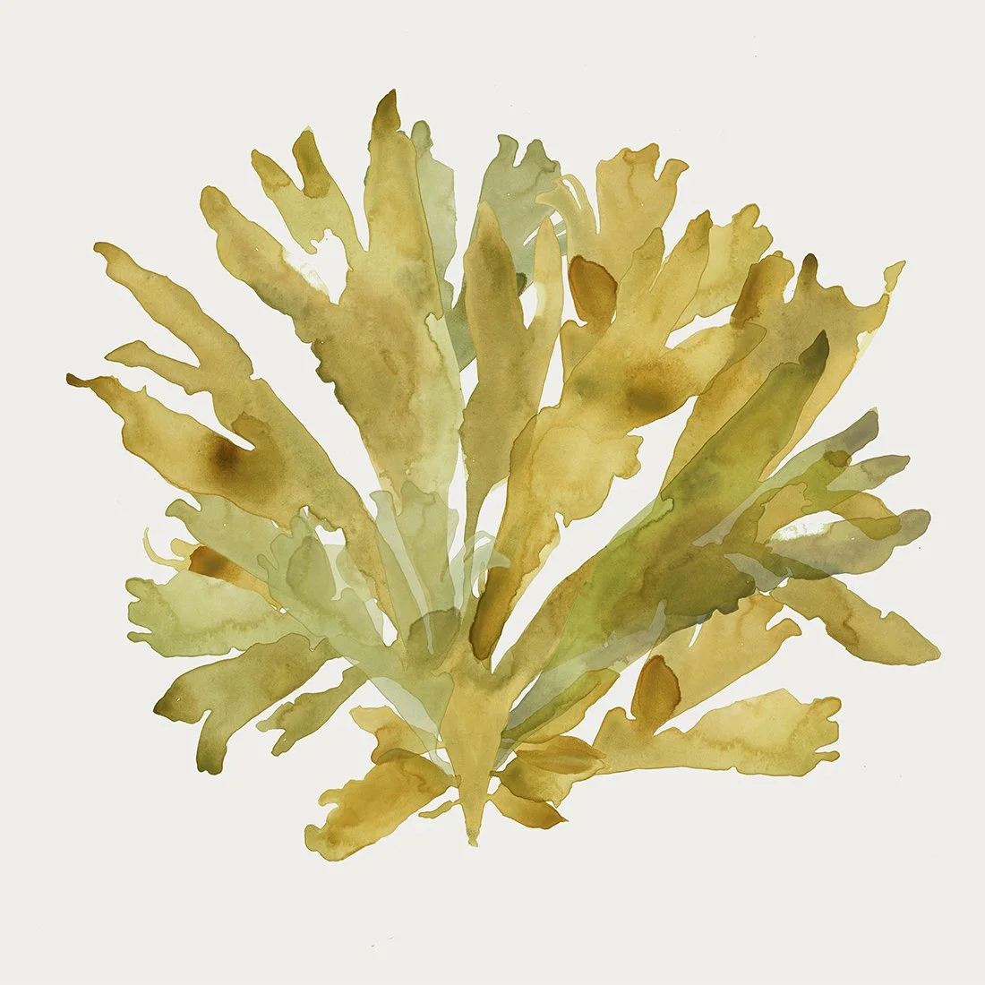 seaweed 4.jpg