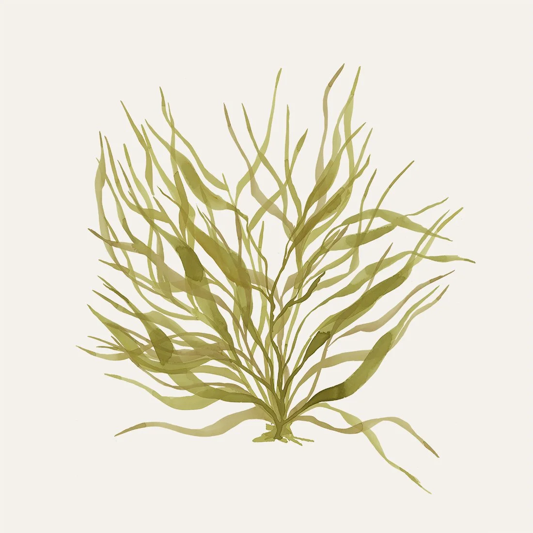seaweed 6.jpg