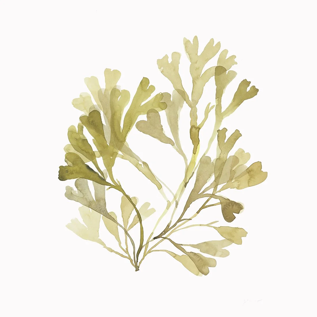 seaweed3.jpg