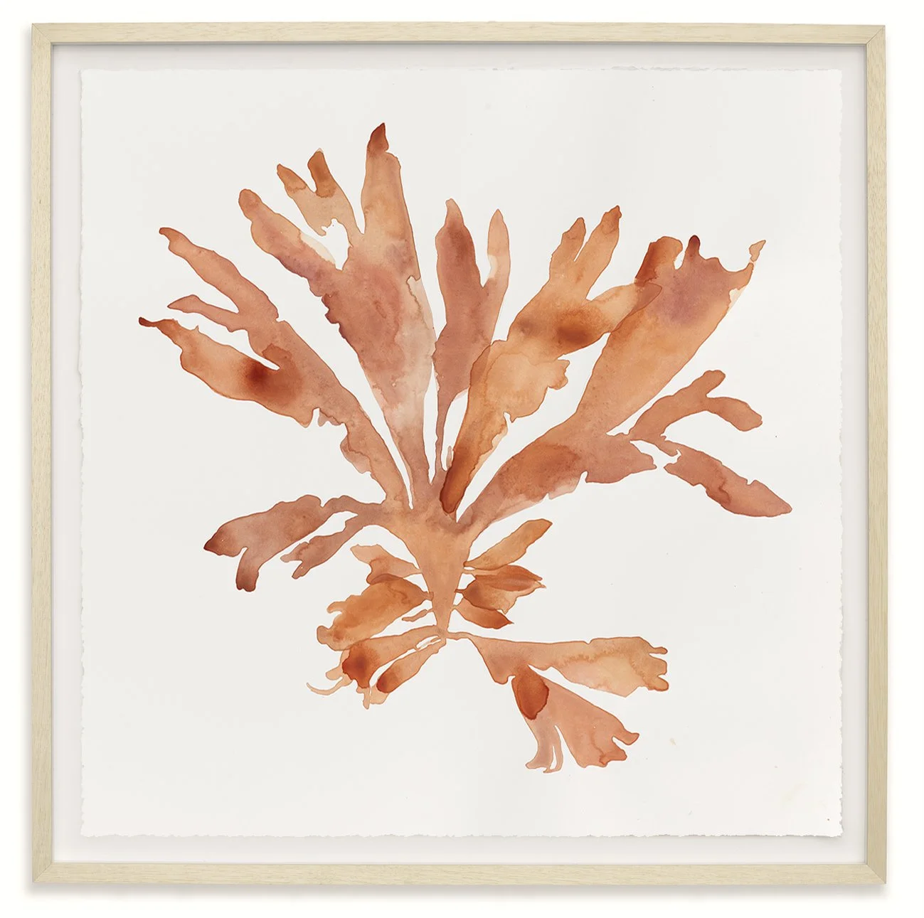 seaweed framed.jpg