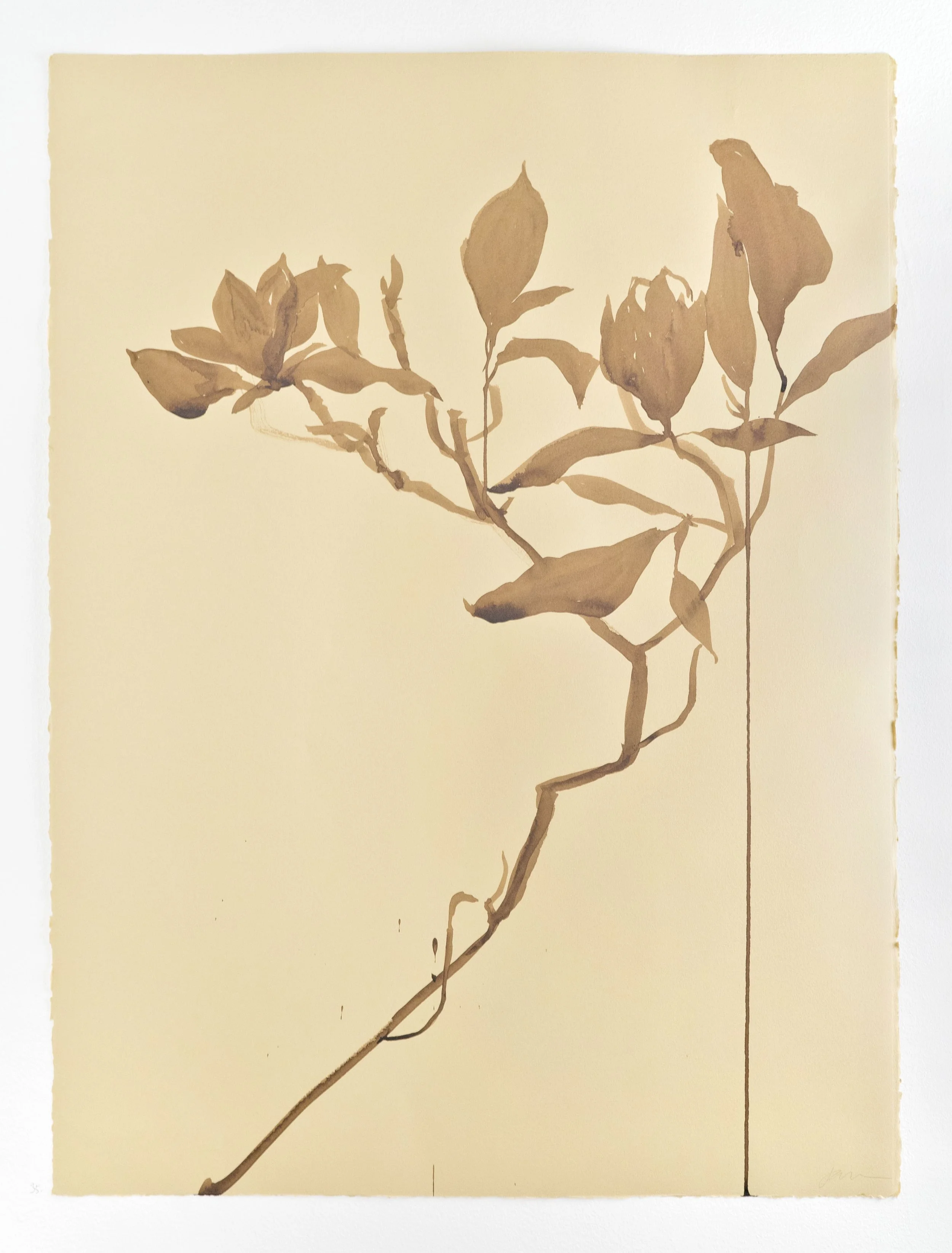 Jessica_Abbott_Williams_Magnolia-2.jpg