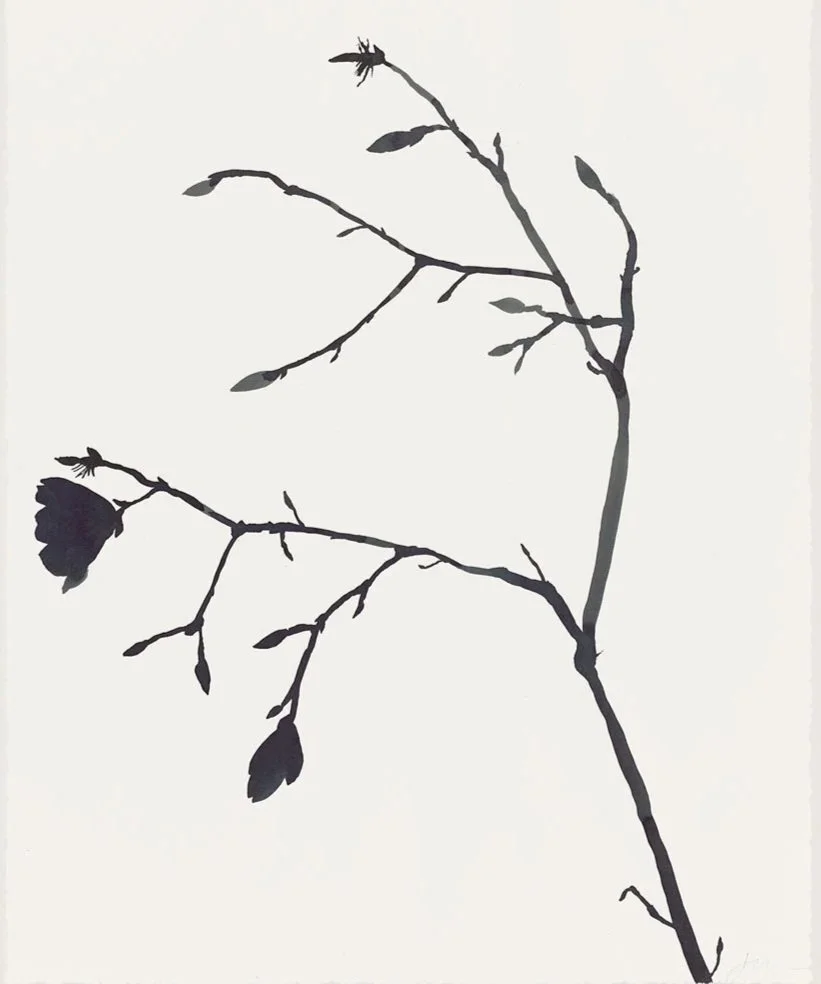 black+tulip.jpg