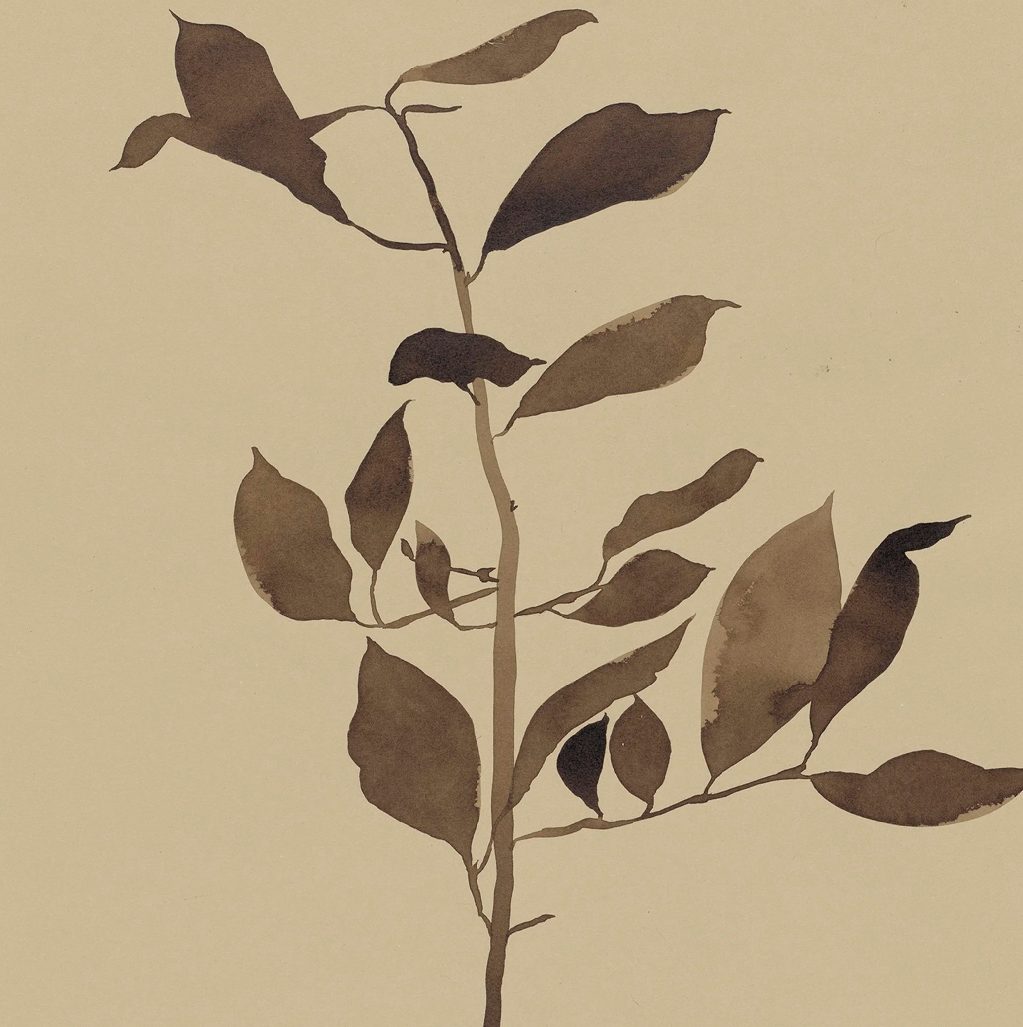 jessie plant brown.jpg