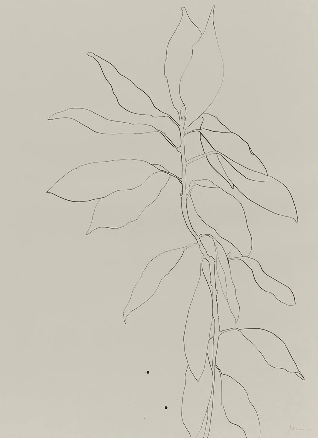 plant4.jpg