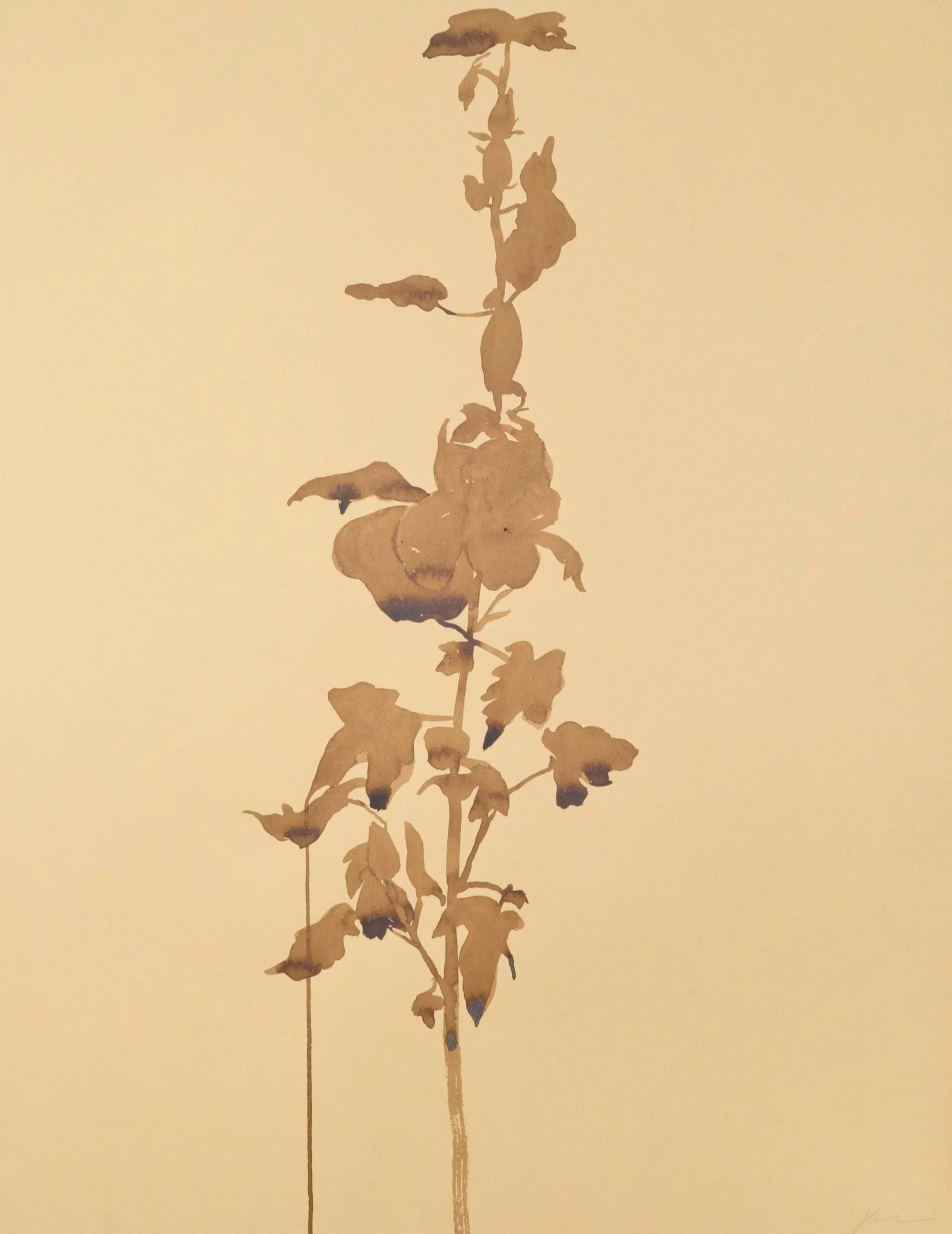 Jessica_Abbott_Williams_Fremontodendron.jpg