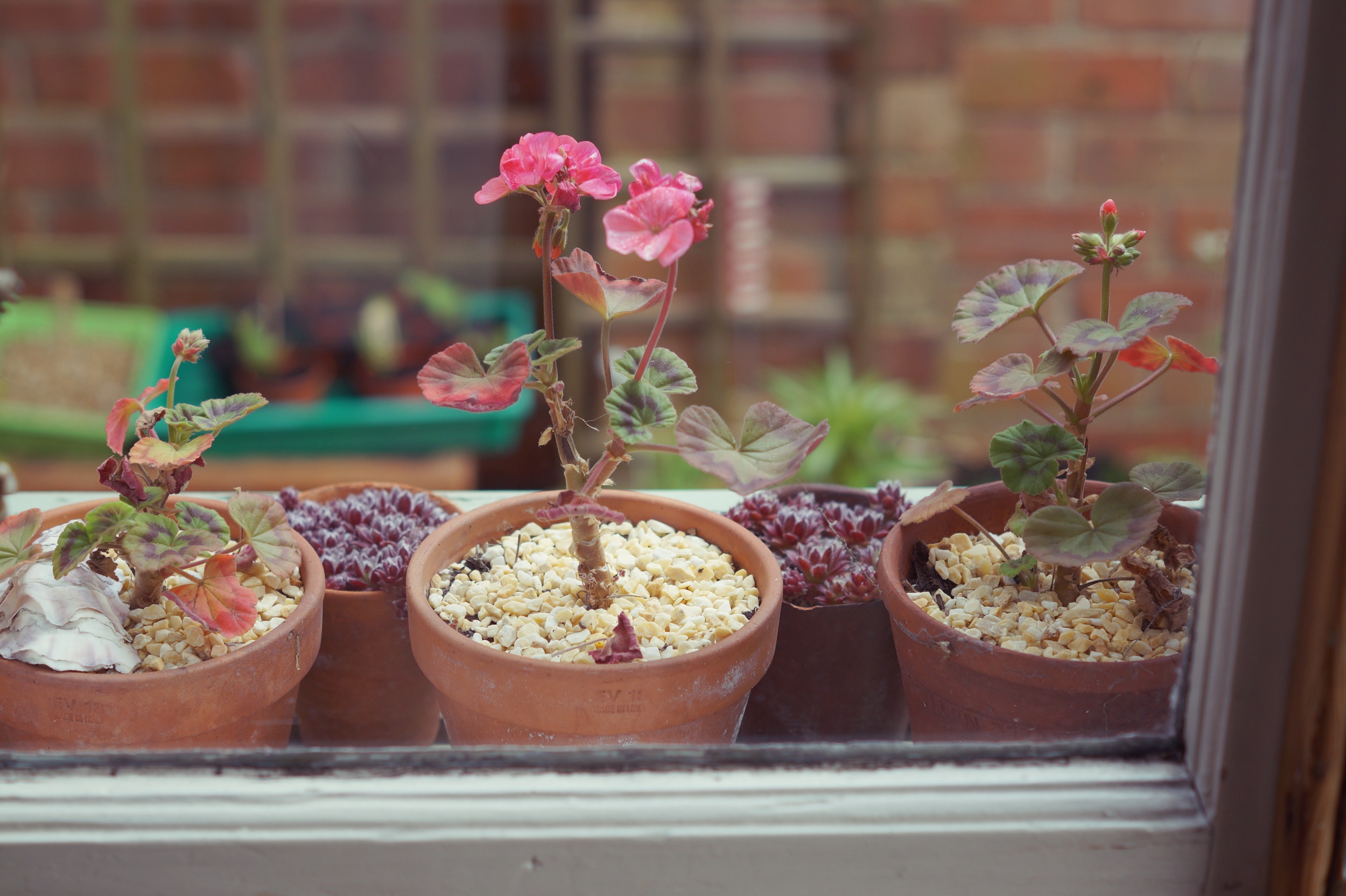 succulents & Geraniums.jpg