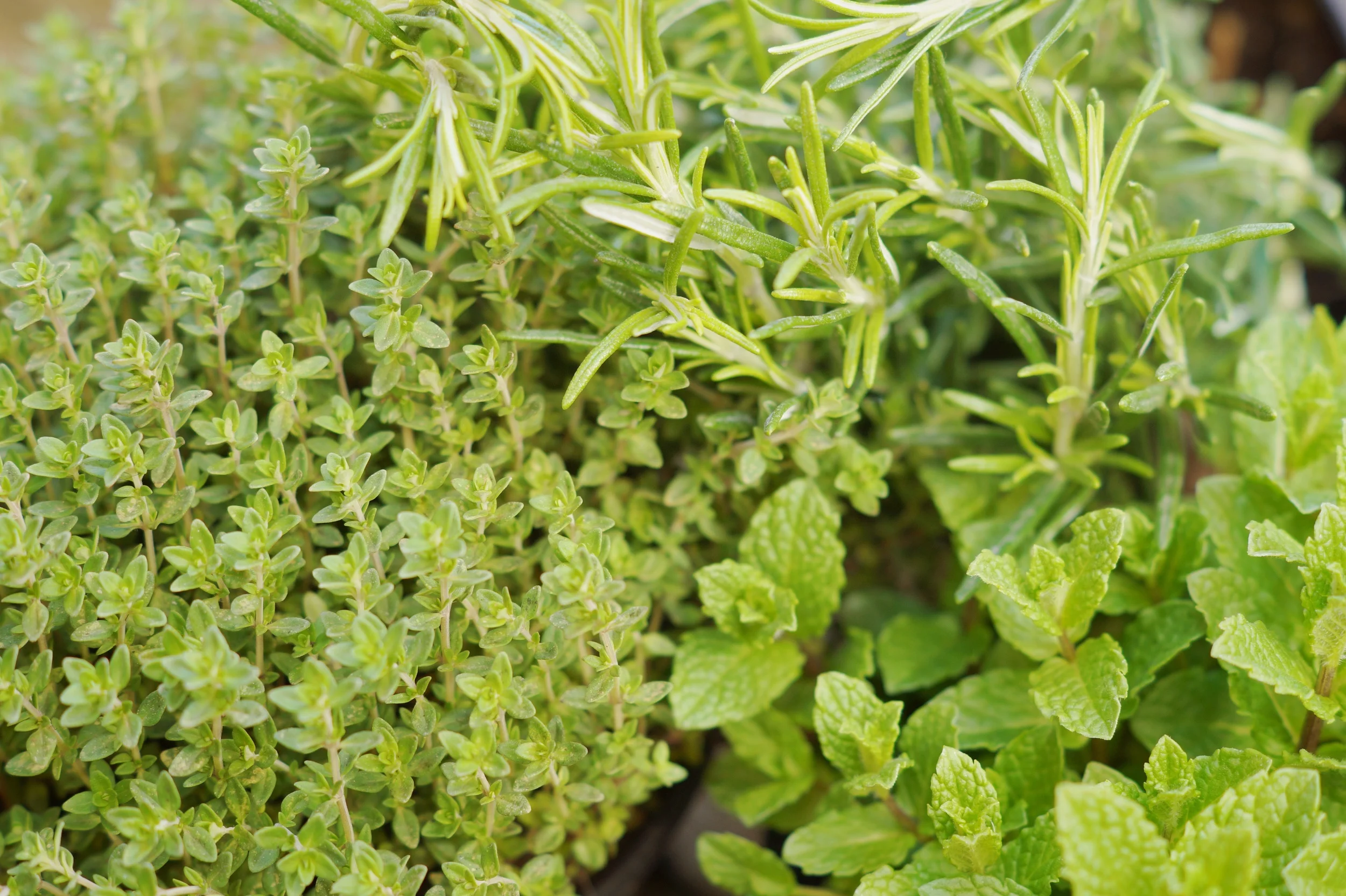 Create: Herb Planter