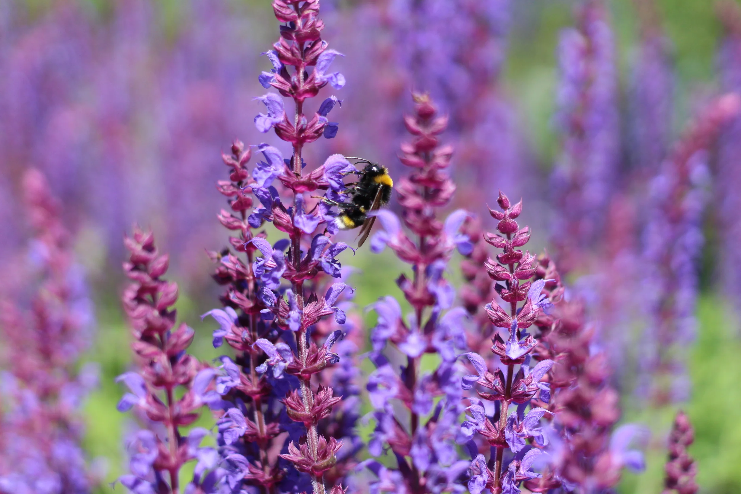 Travel: A day at Sandringham