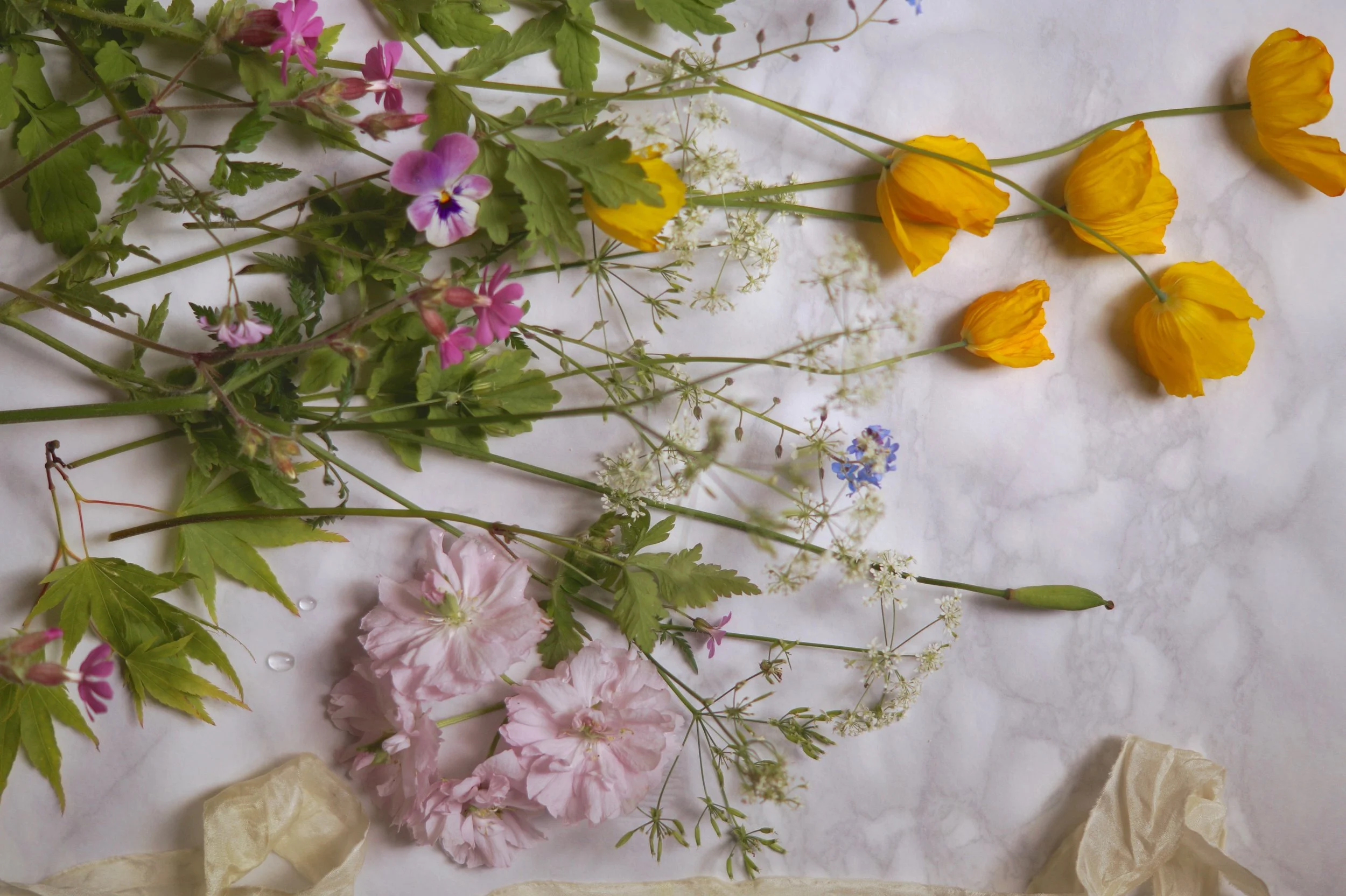 Create: Pressed flowers