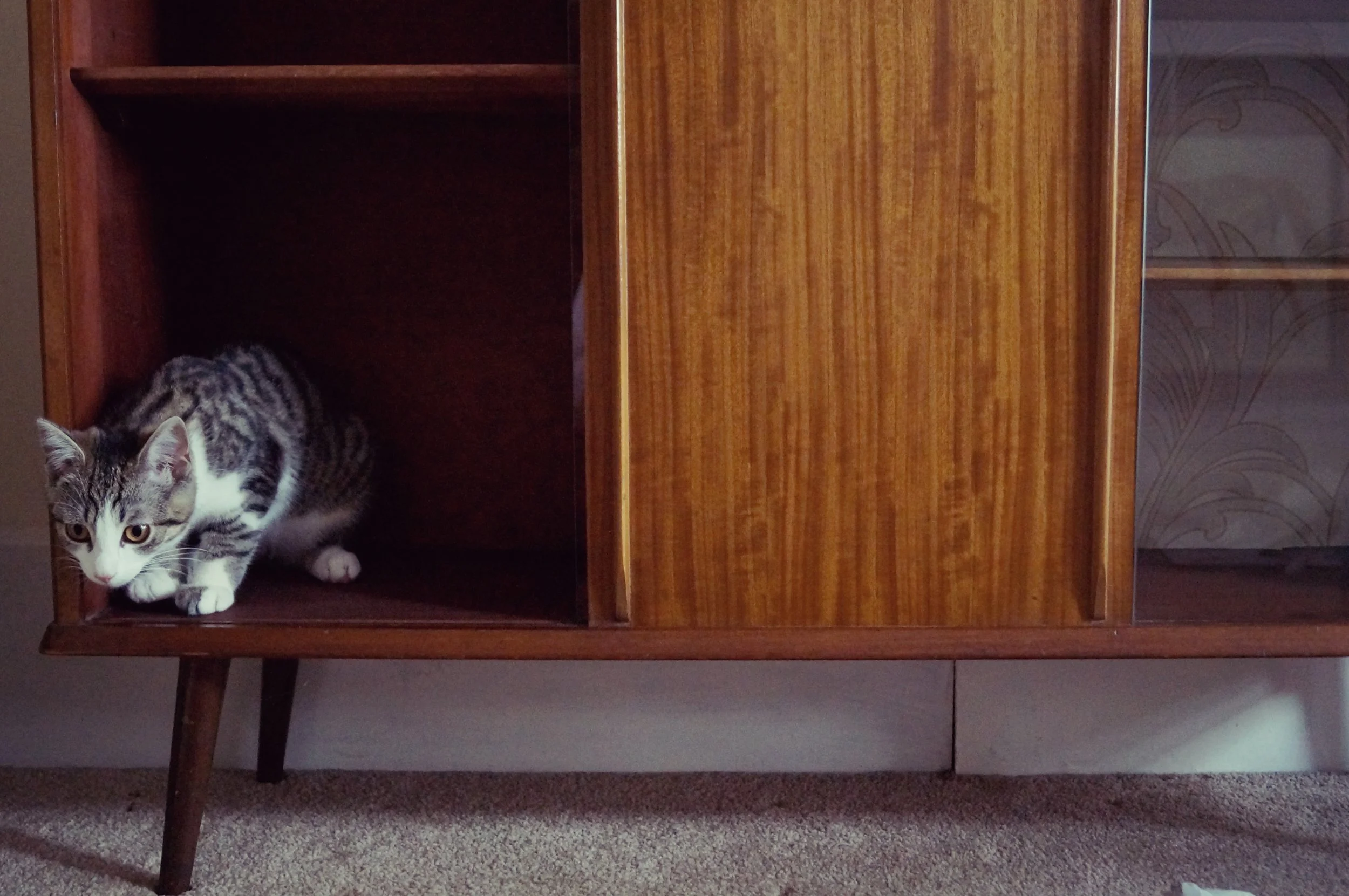 CAT IN A DISPLAY CABINET.jpg