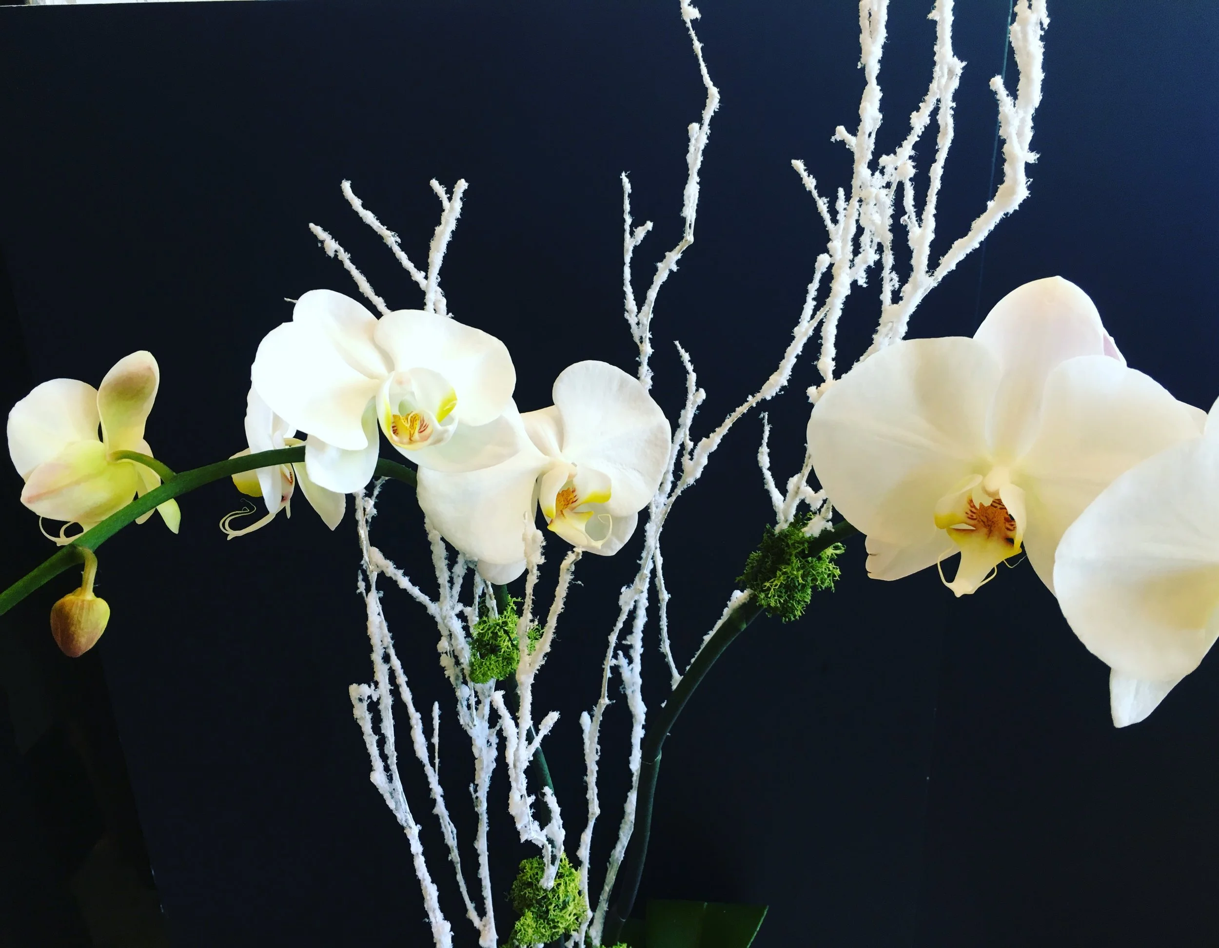 Anniversary Flowers Ponte Vedra Beach Florida Flower and Orchid