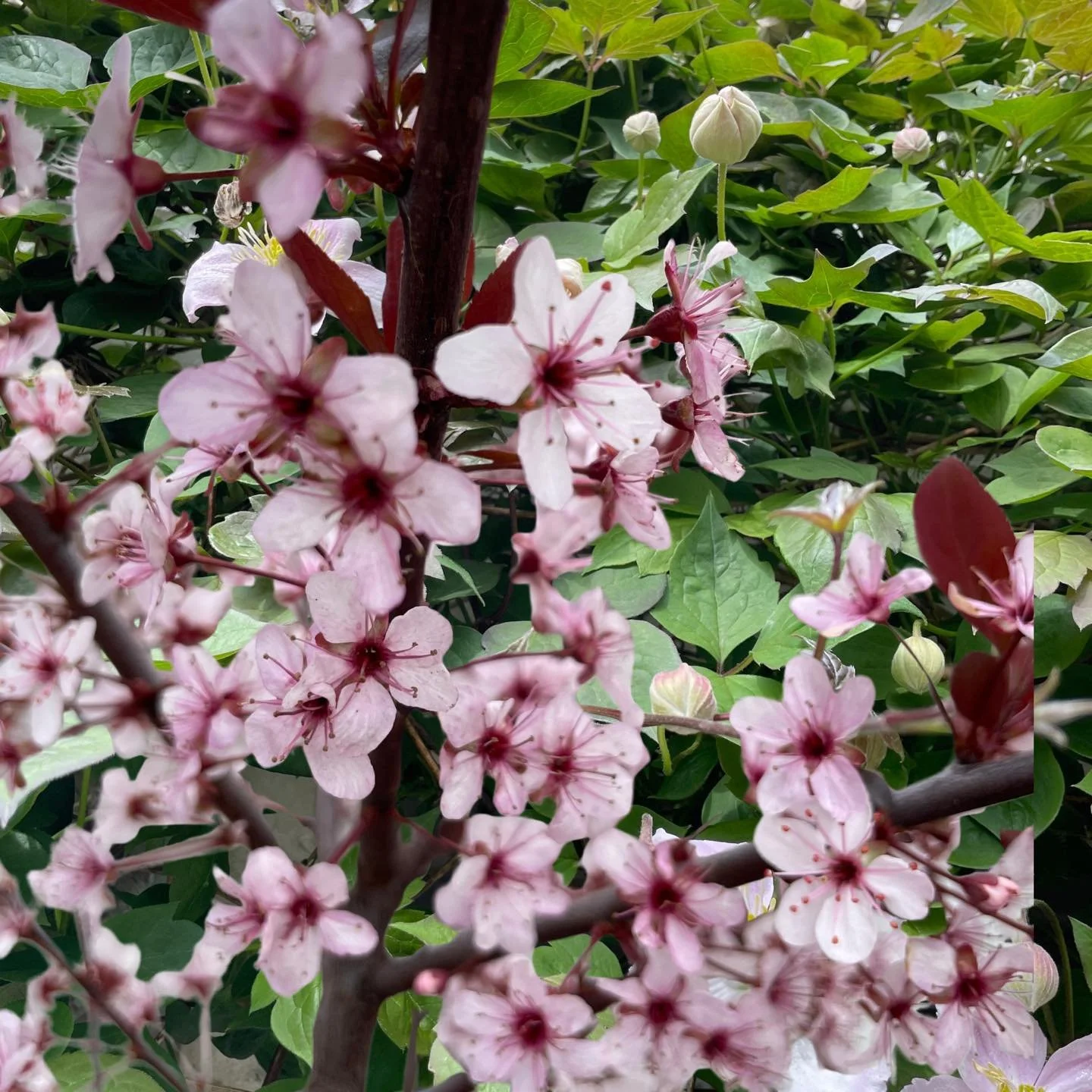 🌸 Easter Opening Hours 🌸

Just a little note to Rachel&rsquo;s lovely customers , the shop will be closed on Easter Sunday &amp; Monday 🐣

Back open on Tuesday from 10&ndash;2, ready for all your sewing needs 🧵✨

In the meantime, Rachel will (hop