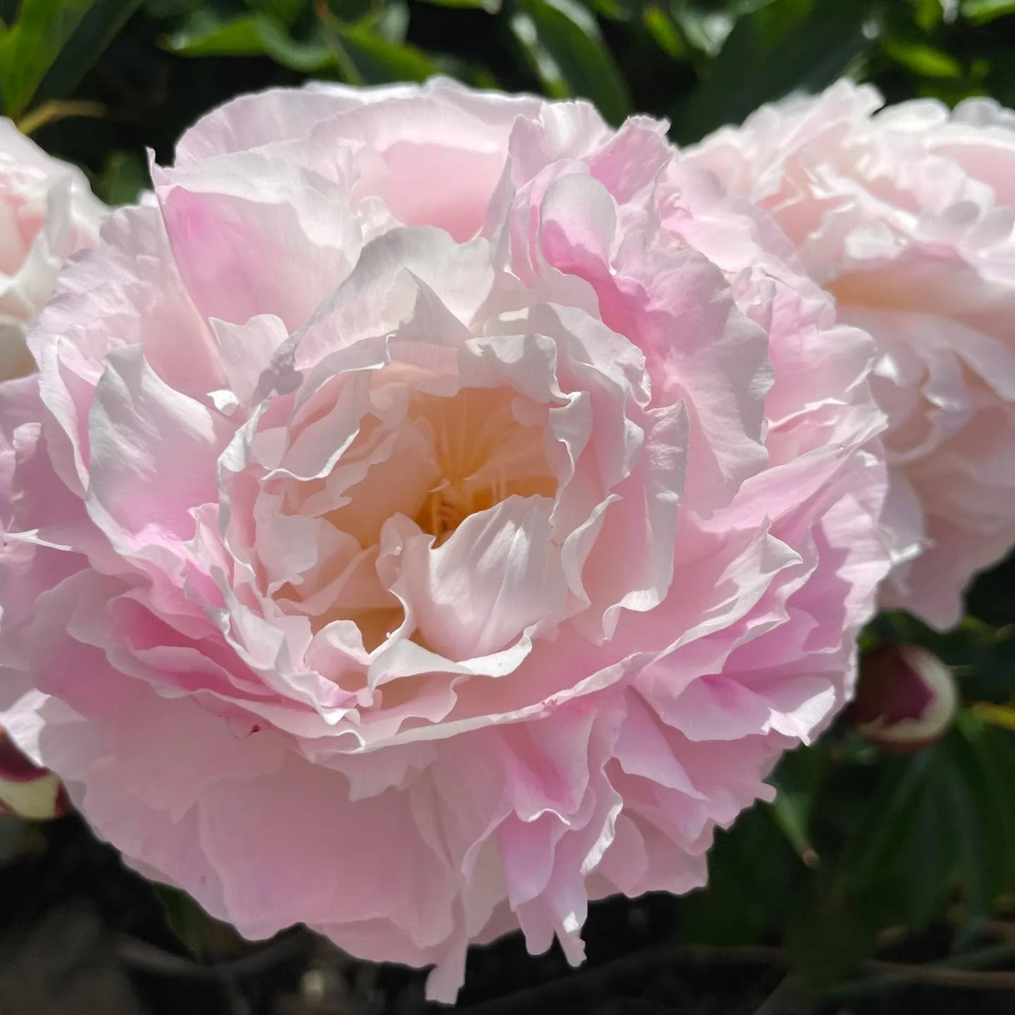 The shop will be closed on Sunday &amp; Monday for the Bank Holiday weekend.

Rachel hopes you all enjoy the sunshine and have a lovely relaxing weekend (she&rsquo;s planning a bit of gardening )💐

Looking forward to welcoming you back next week for