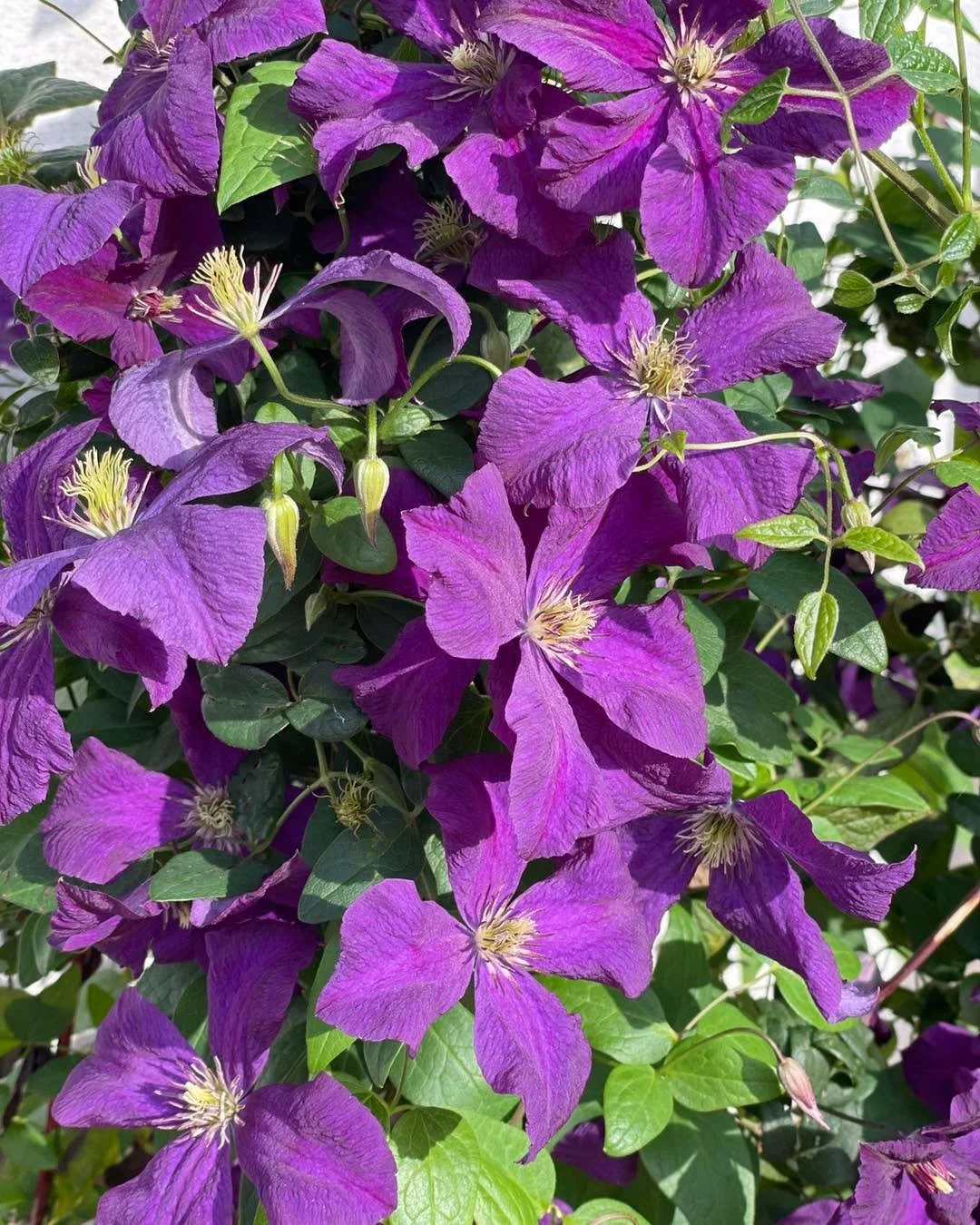 A little reminder that the shop is always closed on Wednesdays, and Rachel is  also be taking a break this Sunday &amp; Monday for the Bank Holiday.

Rachel is hoping to make the most of the extra time in the garden, which is desperately in need of s