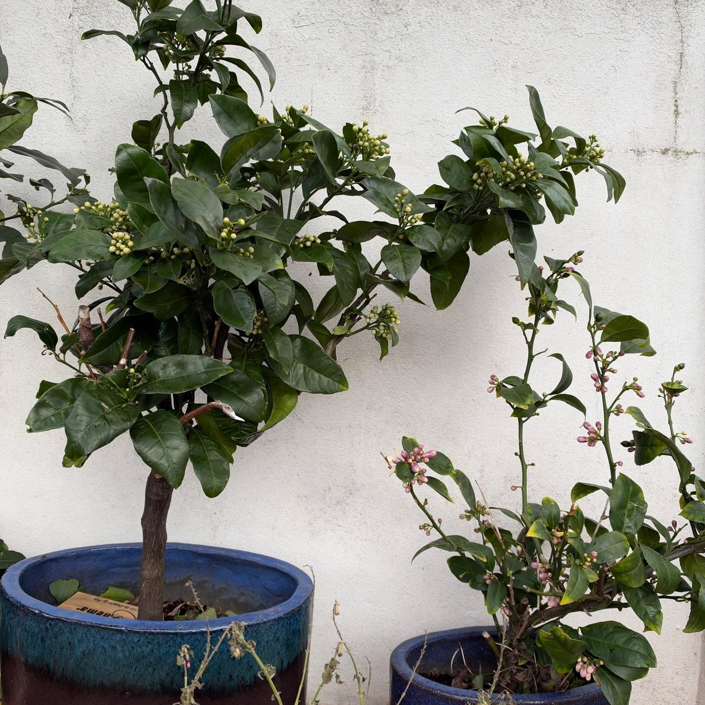 The shop is closed each Wednesday . 

Rachel is hoping that the weather will be a little better so she can get into the garden to nurture the battered plants. These citrus trees seem to have weathered the storm quite well 🍋

Back open Thursday for a