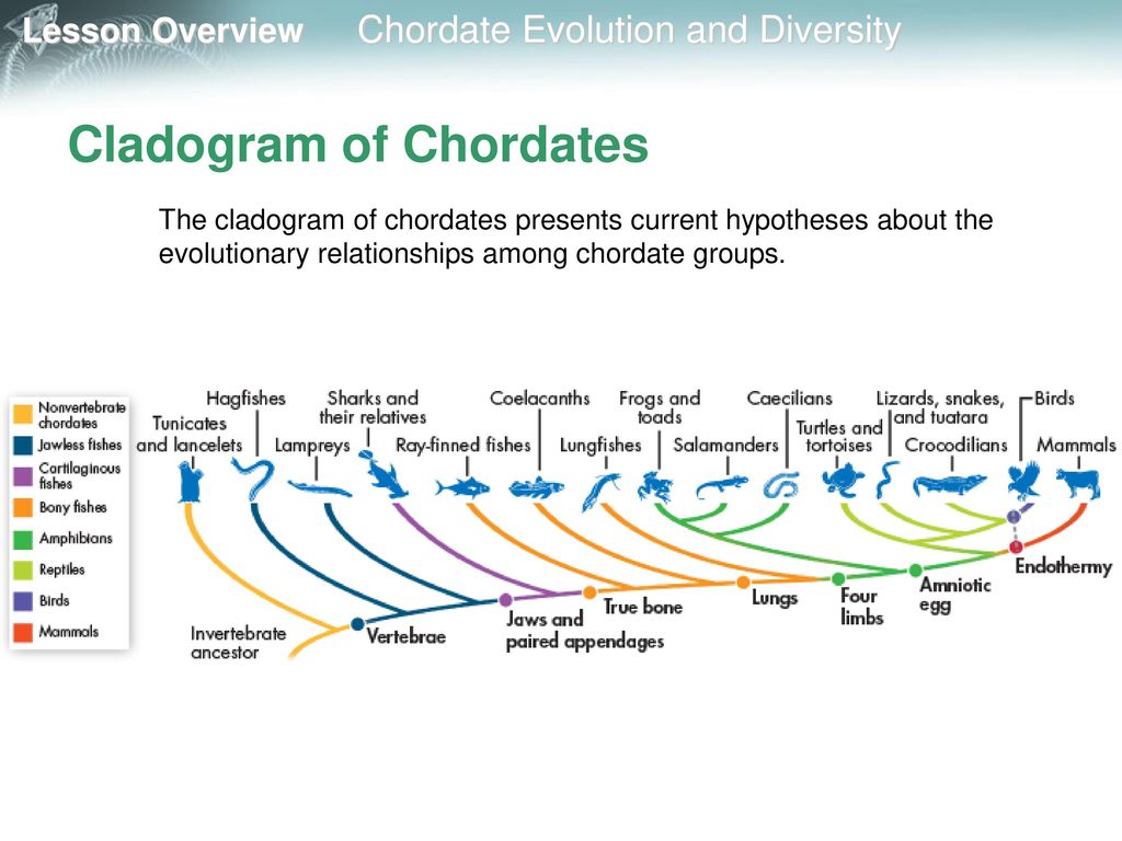 Cladogram+of+Chordates.jpg