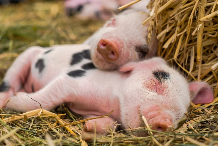 Piglets Sleeping - Baby Pigs - Cumberland Buildings Animal Shelters