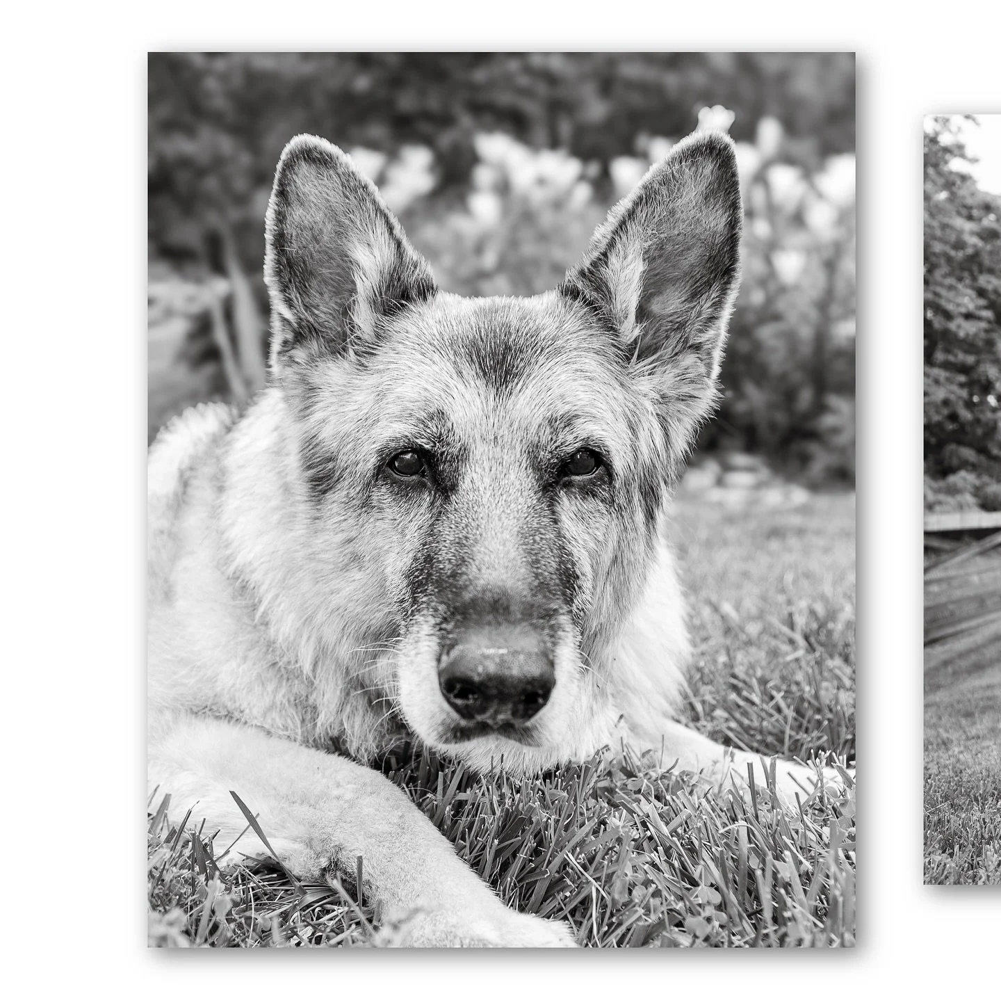 [Our pets don&rsquo;t just fill our hearts, they make it bigger.]

📍Ashburn, VA