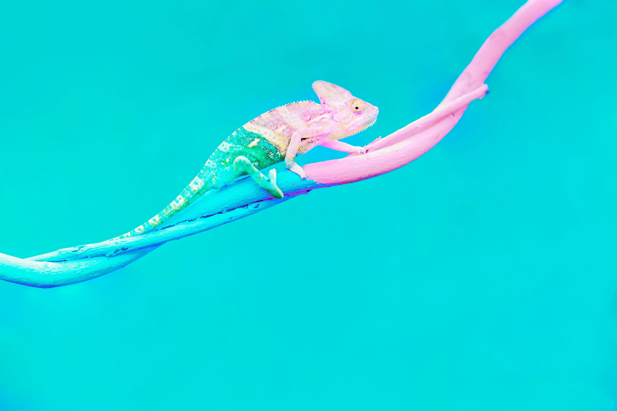 Worth a Thousand Words