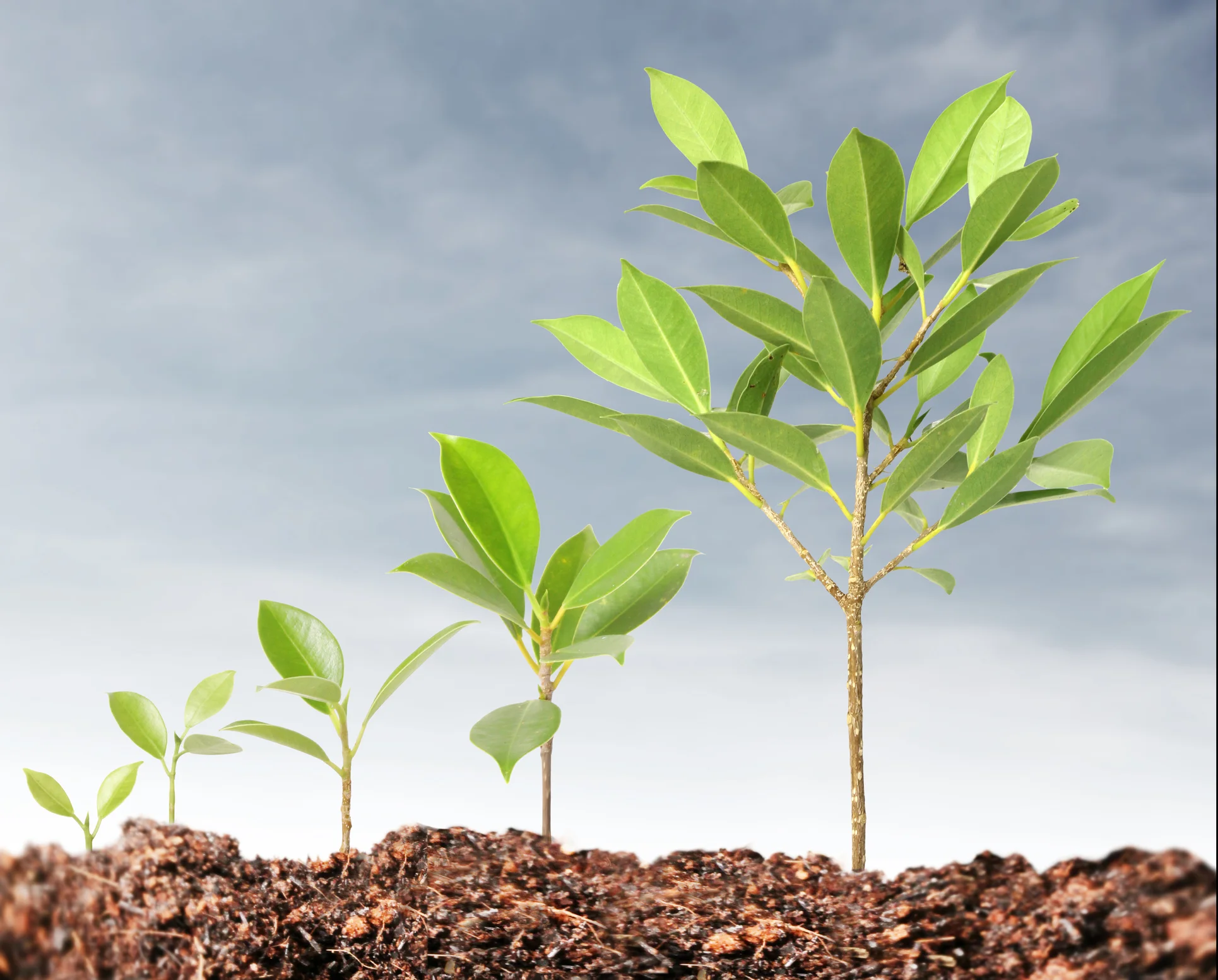 An animal health company builds global processes for rapid growth.