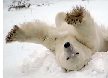 polar-bear-crazy.jpg