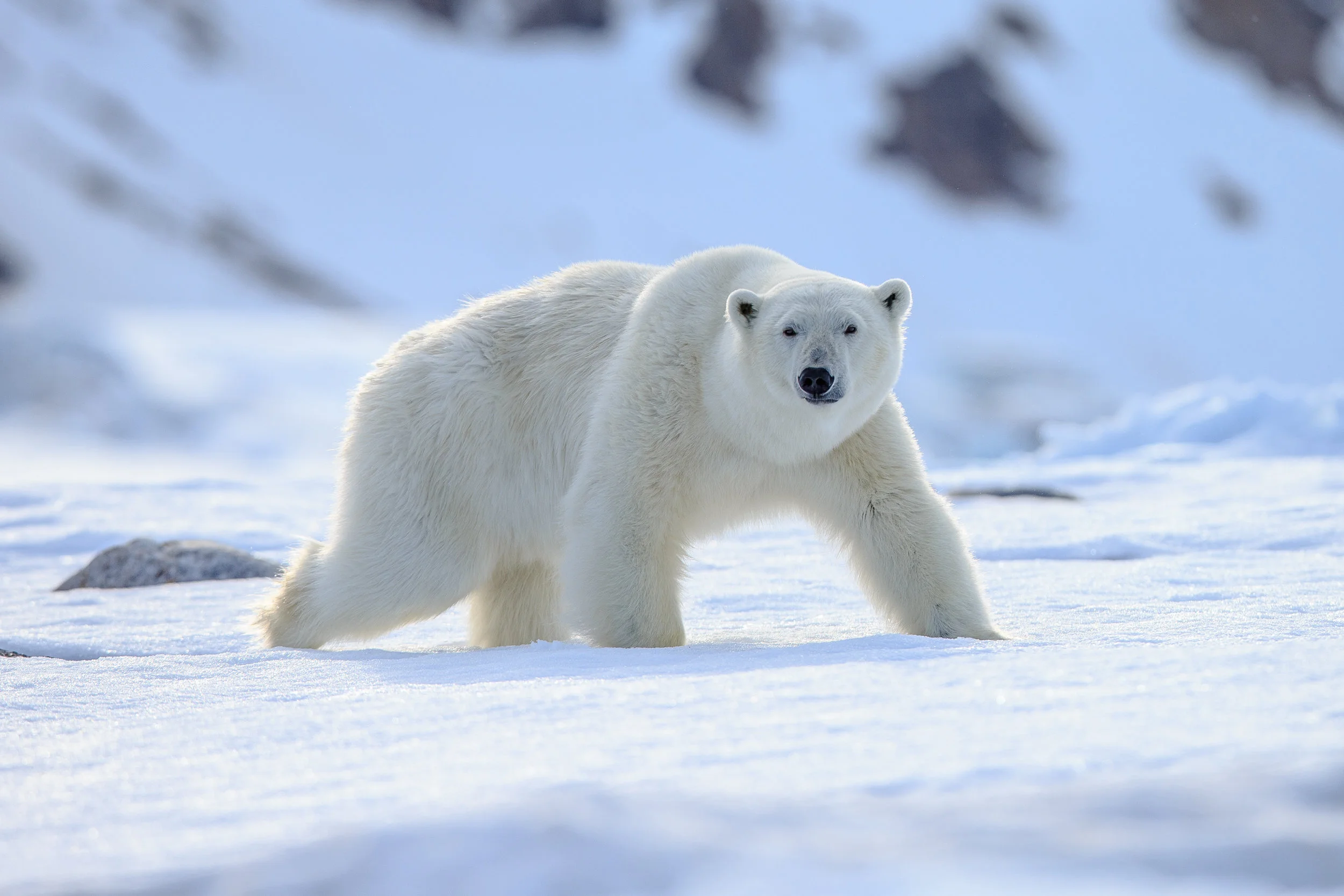 polar bear image.jpg