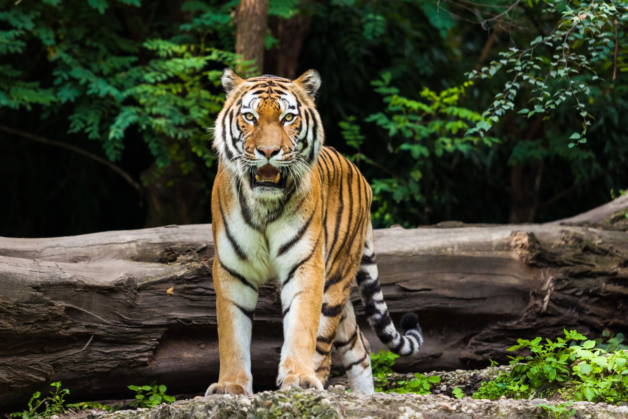 tiger image.jpg