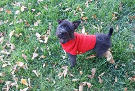 The Ferguson family dog enjoys a day at one of Lynchburg's parks!