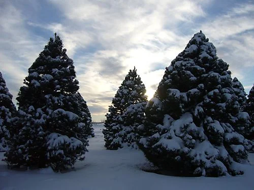 Photo by: greenneedleschristmastreefarm.com
