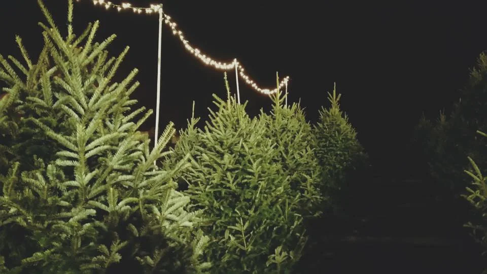 Photo by: @riverbendtreeslynchburg on Facebook.com 