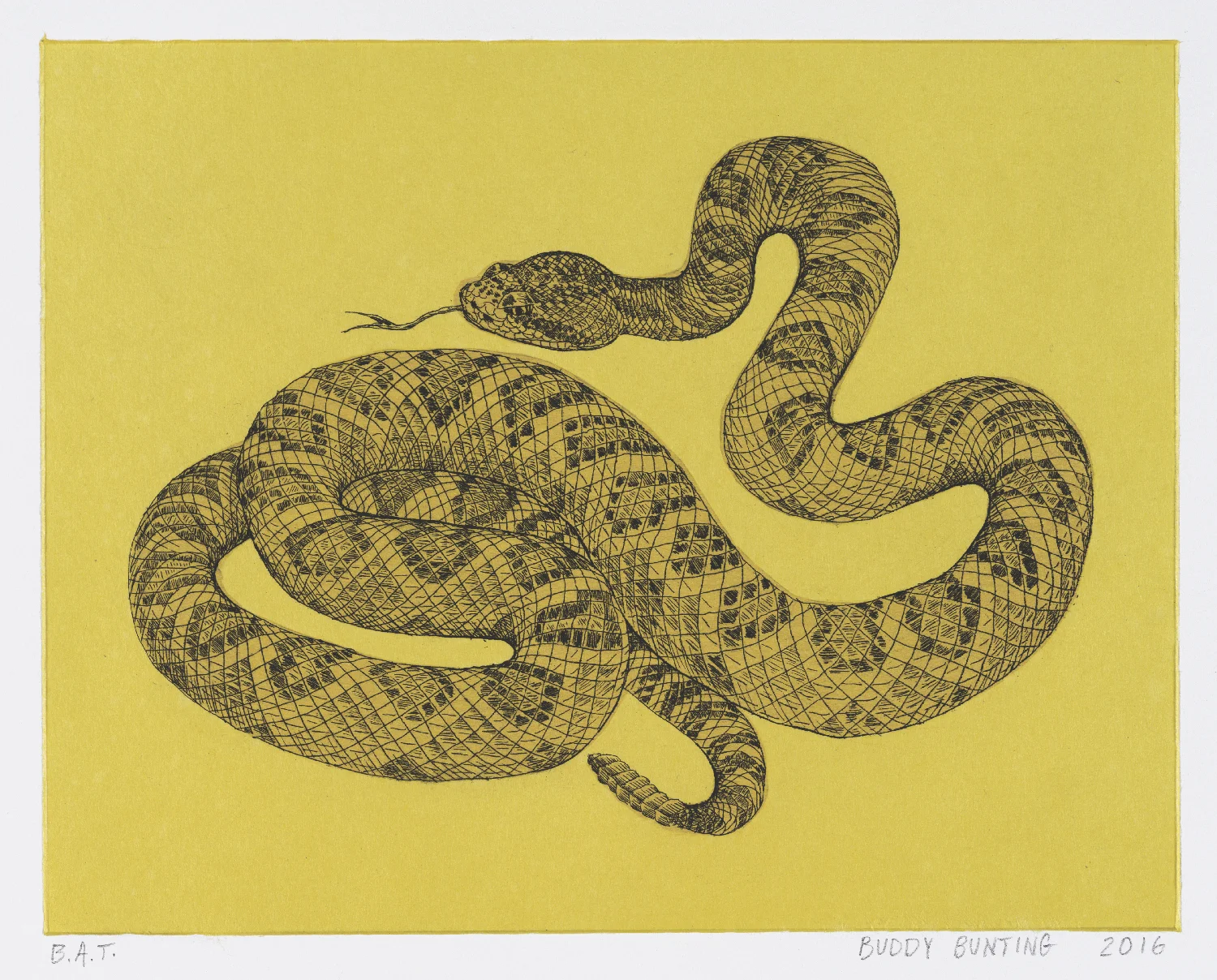 Western Rattlesnake 2016 Hard ground & multiple chines collé Image: 8.5” x 11” Sheet: 15” x 18” Edition 25