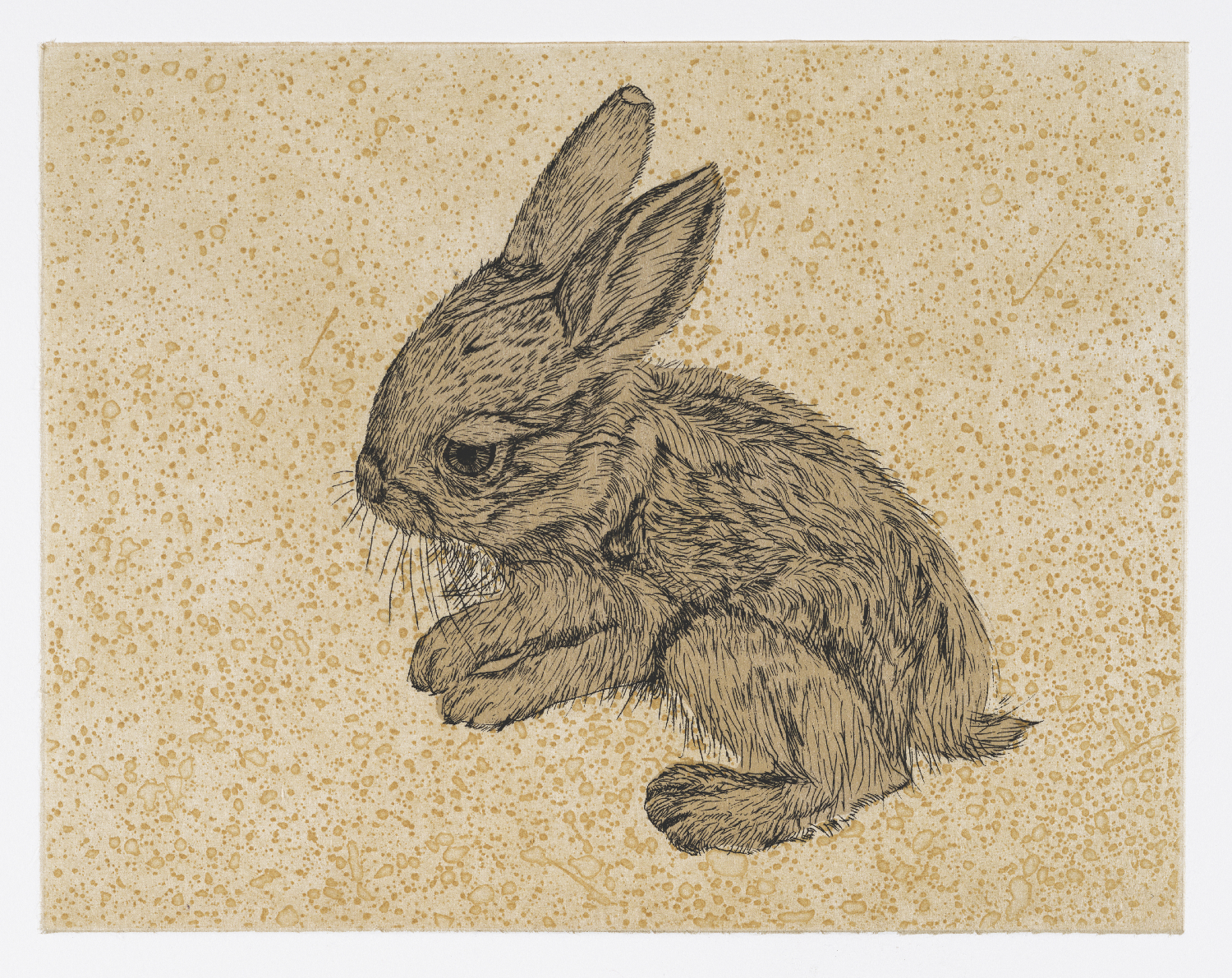 Juvenile Jackrabbit 2016 Hard ground, flat bite & multiple chines collé Image: 8.5” x 11” Sheet: 15” x 18” Edition 25