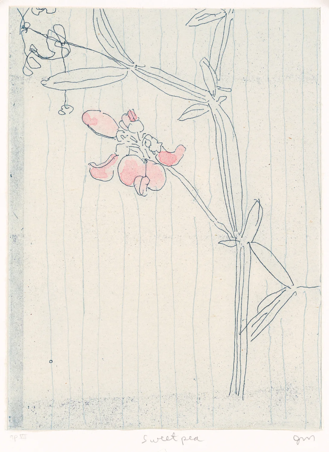 Sweet Pea 2000 Soft ground & chine collé Image: 10” x 8” Sheet: 11” x 8.5” Edition 15