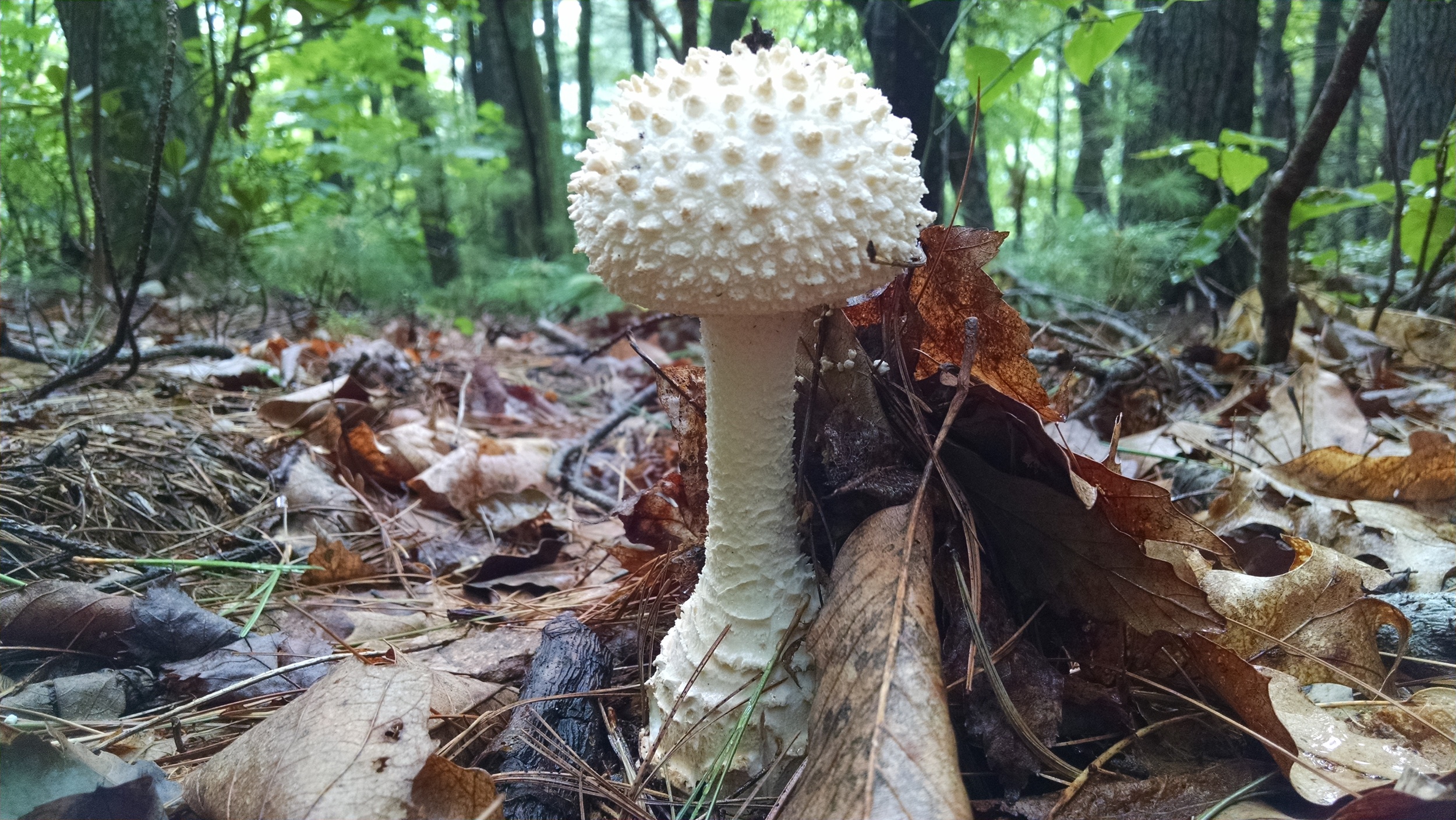 Green Scene Amonita.jpg