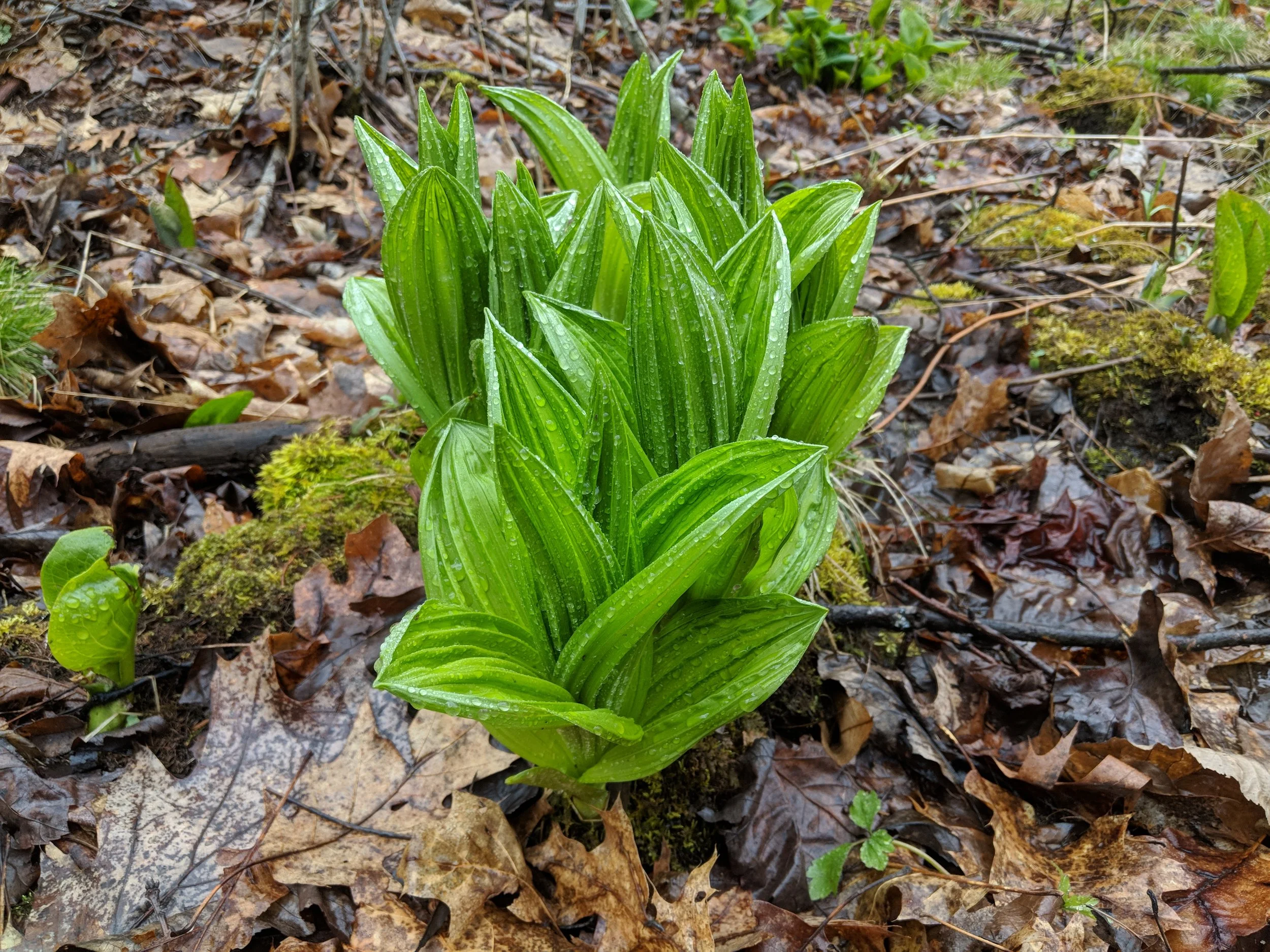 If you thought "Ramps!" then this mentorship is for you because these would make a terrible tasting last meal. This is False Hellebore, or Veratrum viride, and contains steroidal alkaloids which can cause cardiac failure and death when ingested in sufficient quantities. Ramps are being wildly overharvested, yet we have an abundance of garlic flavored plants out there that can substitute for ramps. This mentorship will teach you all about poisonous plants to avoid (or to reserve for medicine) and how to forage and steward plants sustainably and regeneratively.